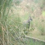 Vraj-Yatra-2014- (1399)